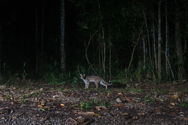 Leopard Katt Natten Skogen Thailand Felis Bengalensis — Stockfoto