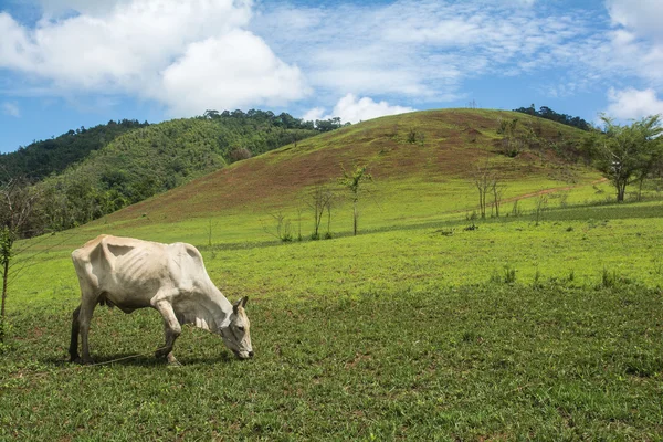 牛在草地上一个绿色的夏天，在泰国农村动物农场 免版税图库图片
