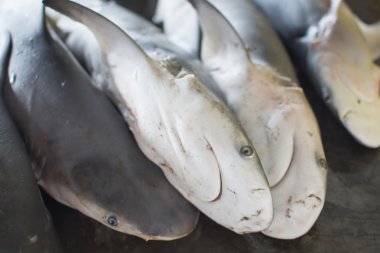 küçük taze balık pazarında Tayland toptan köpekbalıkları.