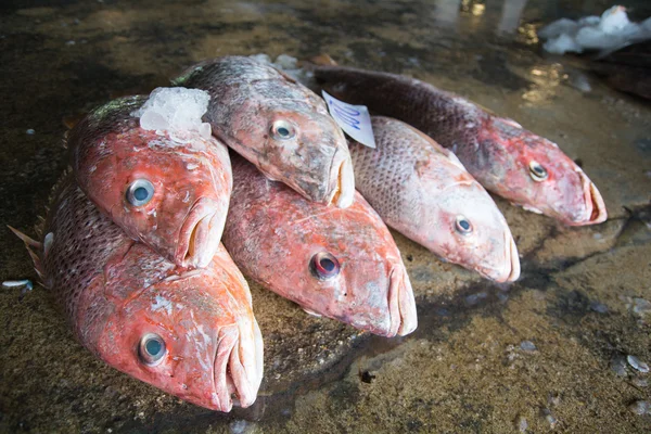 Un groupe de poissons prêts pour la vente en gros dans le marché du poisson frais de Thaïlande — Photo