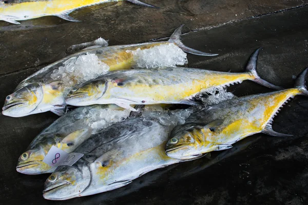 Grupos de peces listos para la venta al por mayor en el mercado de pescado de Tailandia — Foto de Stock