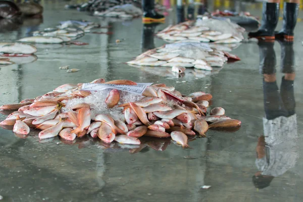 Un grupo de peces listos para la venta al por mayor en el mercado de pescado de Tailandia — Foto de Stock