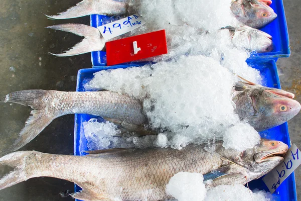 Um grupo de peixes prontos para venda por grosso no mercado de peixe da Tailândia — Fotografia de Stock