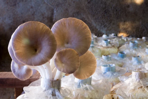 Fermez les champignons qui poussent dans une ferme — Photo