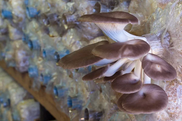 Fermez les champignons qui poussent dans une ferme — Photo