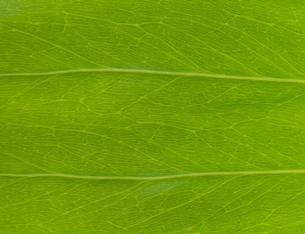 Close-up na textura da folha — Fotografia de Stock