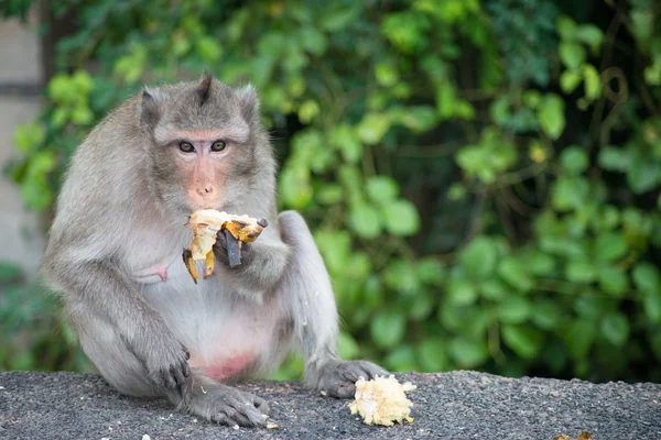Een aap zit op de weg en banaan eet — Stockfoto