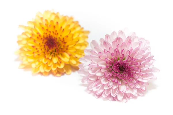 Розовый и желтый хризантем на белом фоне — стоковое фото