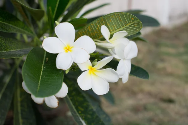 Hermosas flores de frangipani en el árbol — Foto de Stock