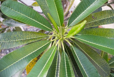 yaprak Frangipani ağaçların üzerinde pas