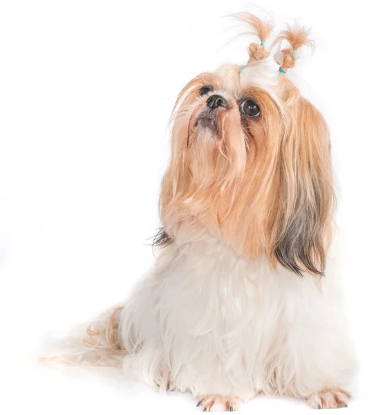 The chi-tzu dog with white background — Stock Photo, Image