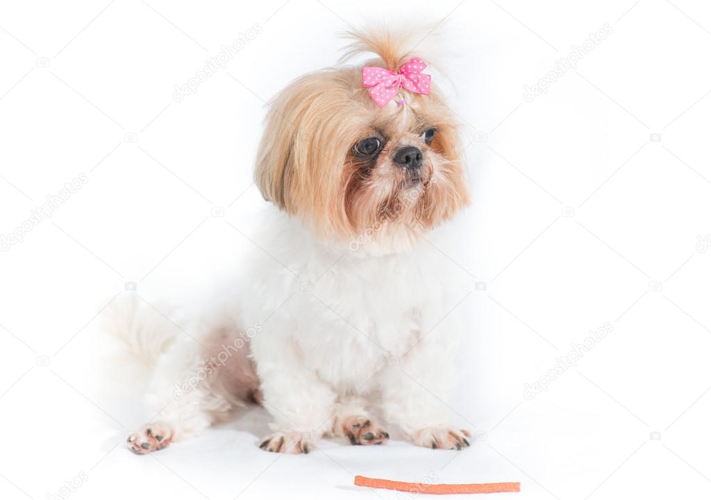 Chi-tzu dog on a white background