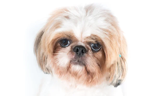 Beyaz bir arka plan üzerinde Shih tzu köpek — Stok fotoğraf