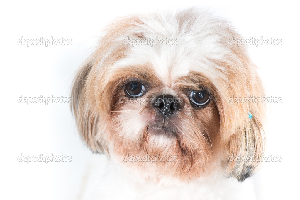 Shih tzu dog on a white background