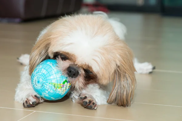 Portrait d'un chien jouer la balle du monde — Photo