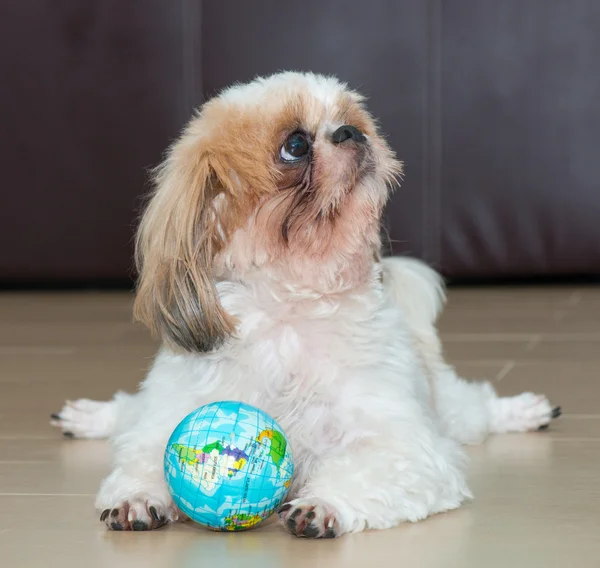 Retrato de un perro jugar la pelota del mundo — Foto de Stock