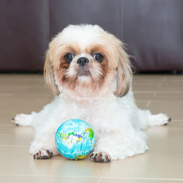 Retrato de un perro jugar la pelota del mundo — Foto de Stock