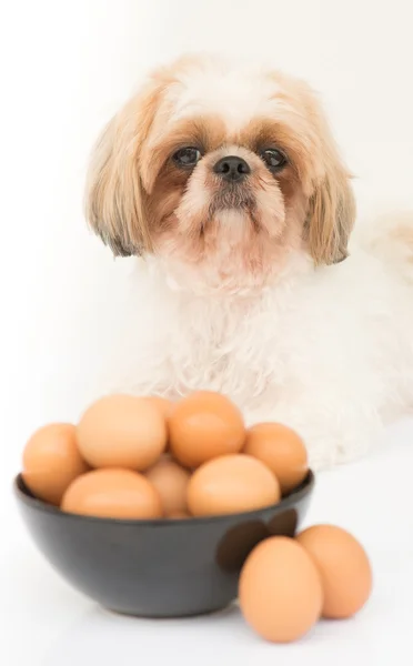 En skål med ägg framför hunden — Stockfoto