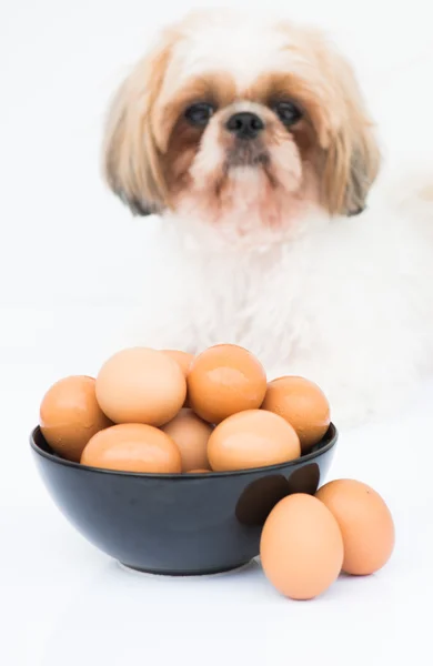 Köpeğin önünde yumurta bir kase — Stok fotoğraf