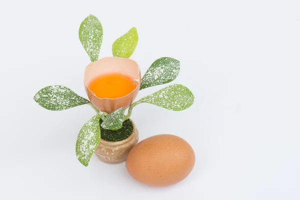 La flor del huevo — Foto de Stock