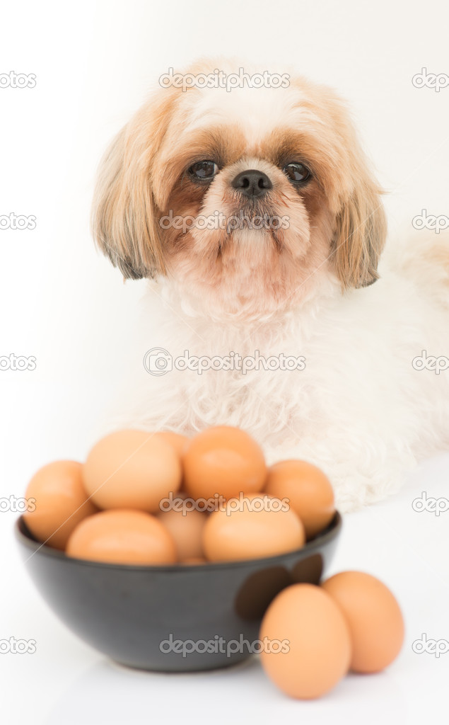 A bowl of eggs in front of the dog