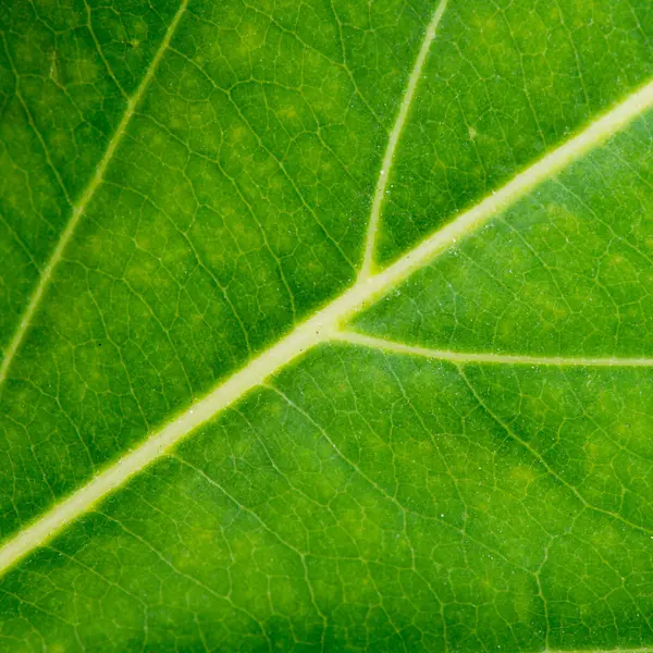 Textura de hoja verde primer plano fondo — Foto de Stock