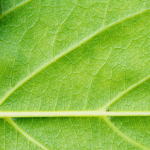 Textura de hoja verde primer plano fondo — Foto de Stock