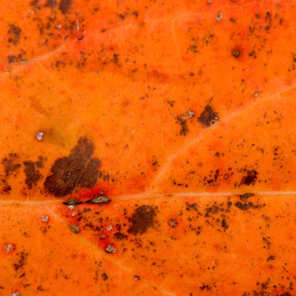 Red leaf textures background closeup — Stock Photo, Image