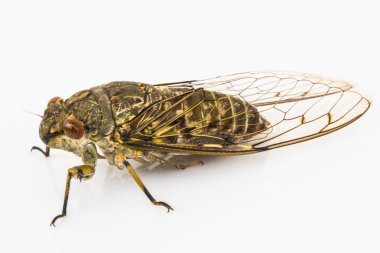 Cicada isolated on white background clipart