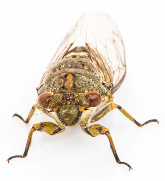 Cicada diisolasi pada latar belakang putih — Stok Foto