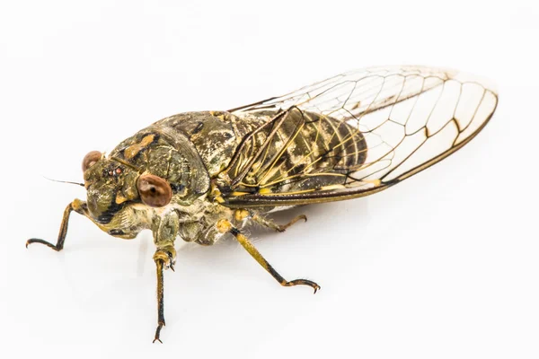 Cicada geïsoleerd op witte achtergrond — Stockfoto