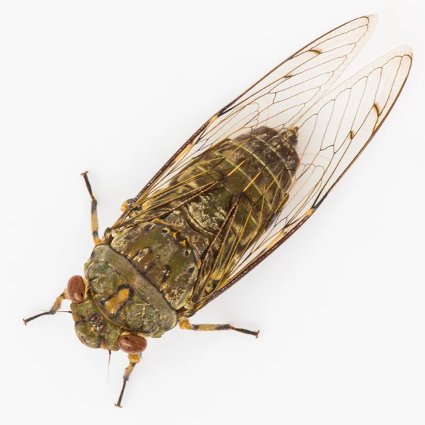 Cicada geïsoleerd op witte achtergrond — Stockfoto