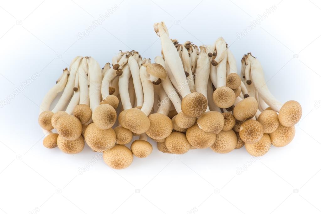 shimeji mushroom with isolated background