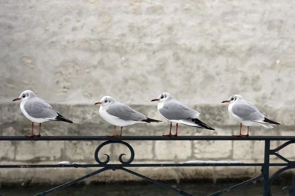 Ptáci na plot — Stock fotografie