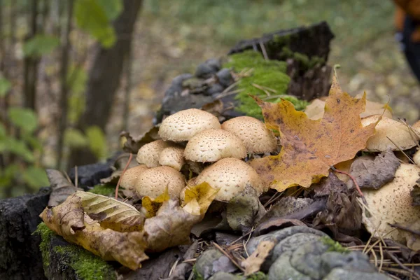 Jesień grzyby (Armillariellamellea) w lesie — Zdjęcie stockowe