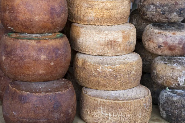 Peynir kafa — Stok fotoğraf