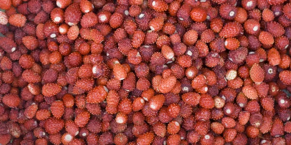 Wild strawberries — Stock Photo, Image