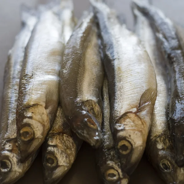 Raw fish capelin — Stock Photo, Image