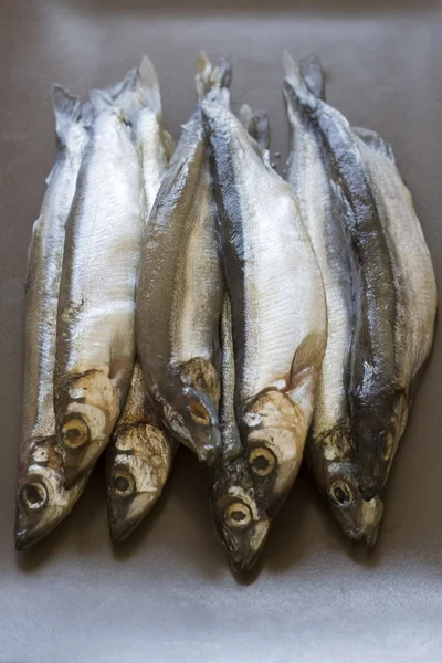 Raw fish capelin — Stock Photo, Image