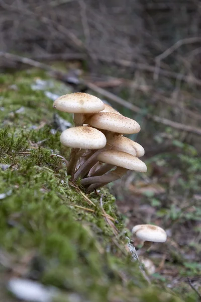 Armillariella mellea — Foto de Stock