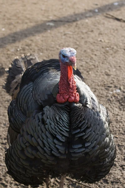 Male wild turkey close-up in zoo — Stock Photo, Image