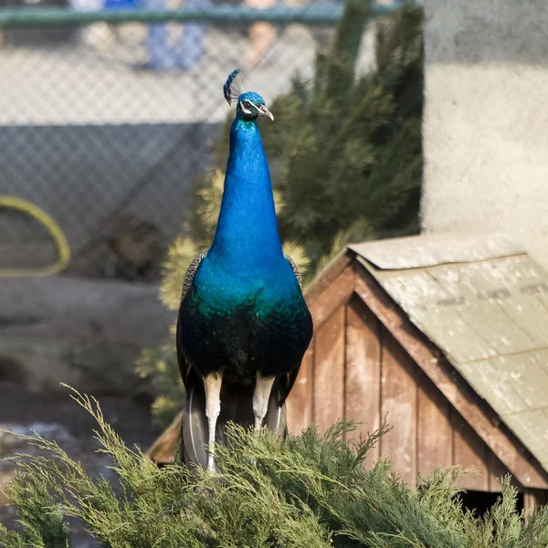 Samec Páva (Pavo Linnaeus) poblíž své kajuty v zoo — Stock fotografie