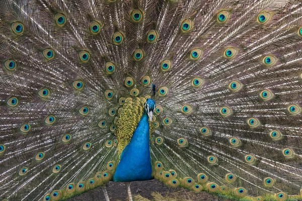 El pavo real macho (Pavo Linneo) con la cola revelada — Foto de Stock