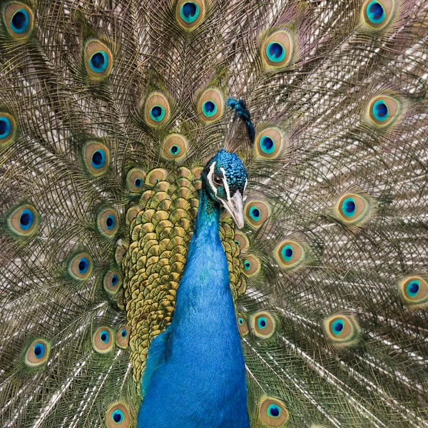 El pavo real macho (Pavo Linneo) con la cola revelada — Foto de Stock