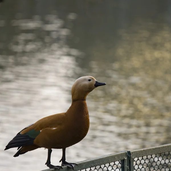Un pato rojo está sentado en la valla —  Fotos de Stock