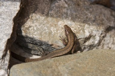 Taşlar arasında kertenkele