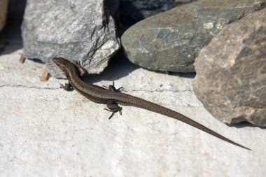 Taşlar arasında kertenkele