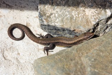 Taşlar arasında kertenkele