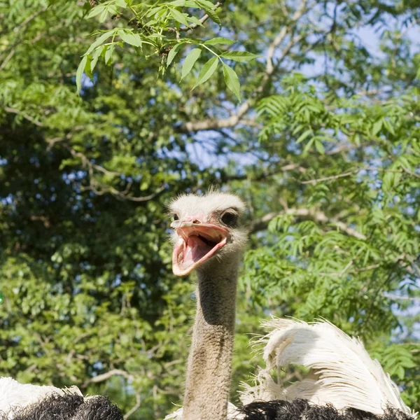 Cabeza de avestruz con pico abierto — Foto de Stock