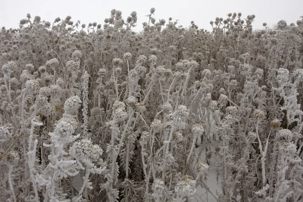 The plants covered with frost — Stock Photo, Image